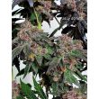 jelly-donuts-female-weed-seed-holy-smoke-seeds