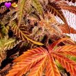 jelly-donuts-female-weed-seed-holy-smoke-seeds
