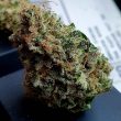 jelly-donuts-female-weed-seed-holy-smoke-seeds