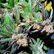 jelly-donuts-female-weed-seed-holy-smoke-seeds