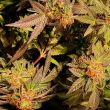jelly-tots-holy-smoke-seeds