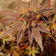 jelly-tots-holy-smoke-seeds
