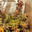 jelly-tots-holy-smoke-seeds