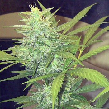 Amsterdam Skunk Cannabis Seeds By John Sinclair Seeds