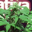 Trans Love cannabis Seeds by John Sinclair Seeds