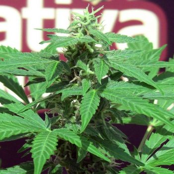 Trans Love cannabis Seeds by John Sinclair Seeds