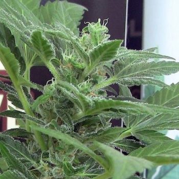 Viper Cannabis Seeds By John Sinclair Seeds