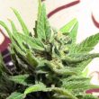White Panther Feminized Cannabis Seeds By John Sinclair Seeds