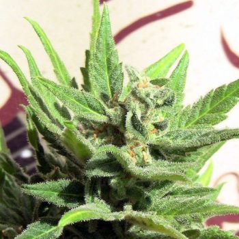 White Panther Cannabis Seeds By John Sinclair Seeds