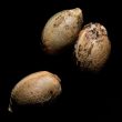 kandy-kush-female-cannabis-seeds-reserva-privada