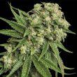 kandy-kush-female-cannabis-seeds-reserva-privada