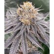 karma-genetics-biker-41-cannabis-seeds
