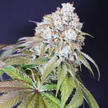 Dog Fruit Female Weed Seeds by Karma Genetics