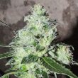 karma-genetics—headbanger