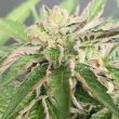 karma-genetics-ltd—double-funk