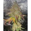 melon-apple-zi-ltd-karma-genetics-cannabis-seeds