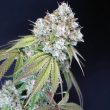 karma-melo-rado-female-weed-seeds