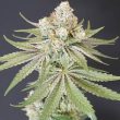 now-n-melon-karma-genetics-female-cannabis-seeds