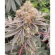 mop-chopper-karma-genetics-weed-strain