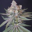 now-n-melon-karma-genetics-female-cannabis-seeds