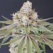 now-n-melon-karma-genetics-female-cannabis-seeds