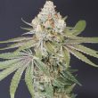 now-n-melon-karma-genetics-female-cannabis-seeds