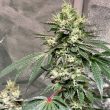 Pinky Sour Regular Cannabis Seeds by Karma Genetics