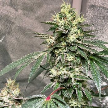 Pinky Sour Regular Cannabis Seeds by Karma Genetics