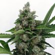 karma-genetics-sour-diesel-bx2-3