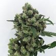 karma-genetics-sour-diesel-bx2-3