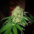 karma-genetics-zizi-banana-regular-cannabis-seeds