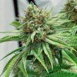 kez-cannabis-weed-seed-spitfire-genetics_1_