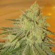 kez-cannabis-weed-seed-spitfire-genetics_1_