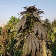 khash-regular-cannabis-seeds-by-afghan-selection