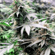 kholm-regular-afghan-selection