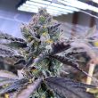 symbiotic-genetics-kiyomi-cannabis-seeds