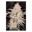 kosher-candy-regular-cannabis-seed-by-dank-hunters