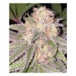 Kosher Soda Regular Cannabis Seeds By Dankhunters Seeds.CO