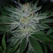 ksmorz-regular-cannabis-seed-prolific-coast-seeds