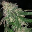 kuntz-cannabis-seeds
