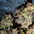 kush-creams-female-cannabis-seed-holy-smokes-seeds