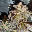 kush-creams-female-cannabis-seed-holy-smokes-seeds