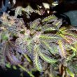 kush-creams-female-cannabis-seed-holy-smokes-seeds