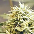 Kush Marijuana Seeds By Ceres Seeds