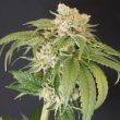 kushi-melon-weed-seeds-karma-genetics