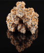 la-bomba-compound-genetics-feminized-seeds