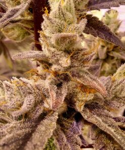 compound genetics seeds la bomba