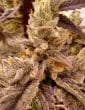 la-bomba-compound-genetics-feminized-seeds