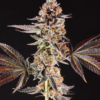 la bomba by compound genetics seeds