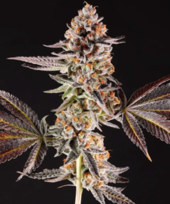 la bomba by compound genetics seeds